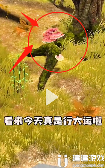 夺笋高手九转还魂芝位置