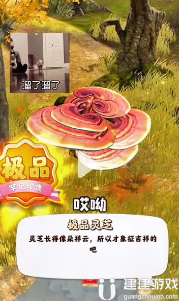 夺笋高手九转还魂芝位置